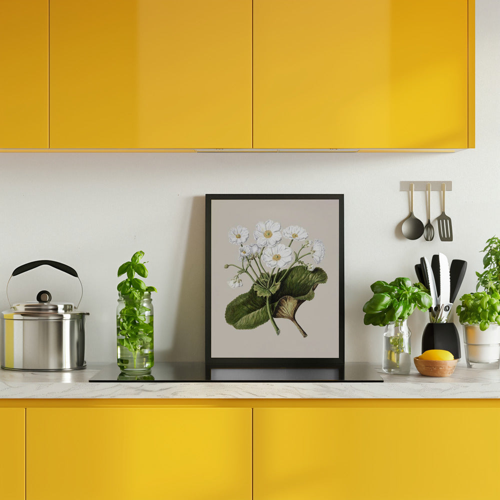 The Mountain Lily Drawn By Sarah Featon (1848–1927) Poster