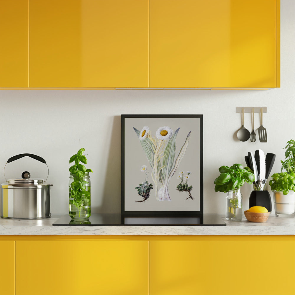 White Mountain Musk Drawn By Sarah Featon (1848–1927) Poster