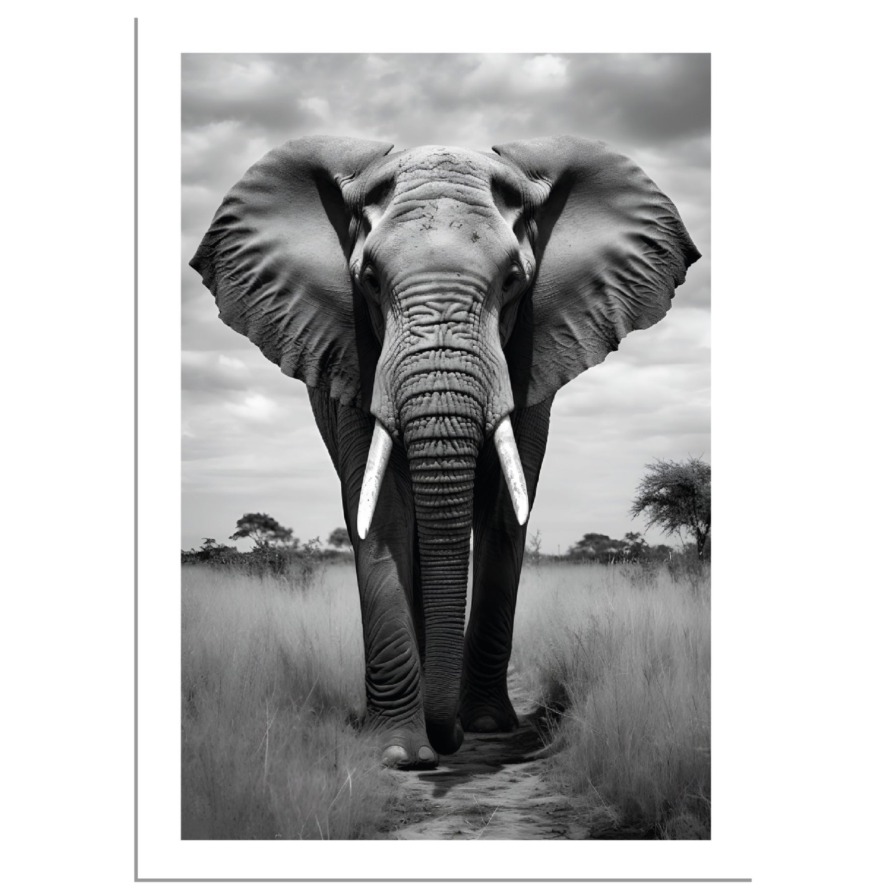 Elephant in the fields of Serengeti, Tanzania